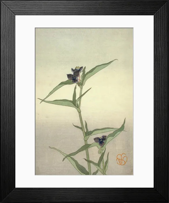 Framed Print : Spiderwort, about 1908. Creator: Wilhelmina Seegmiller Framed Print : Spiderwort, about 1908. Creator: Wilhelmina Seegmiller