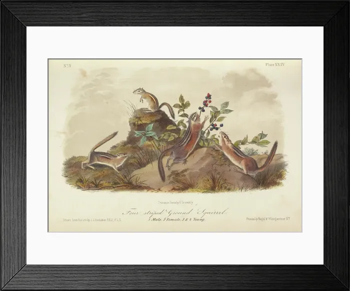 Framed Print : The Quadrupeds of North America (volume 1), 1849-1854. Creator: John James Audubon Framed Print : The Quadrupeds of North America (volume 1), 1849-1854. Creator: John James Audubon