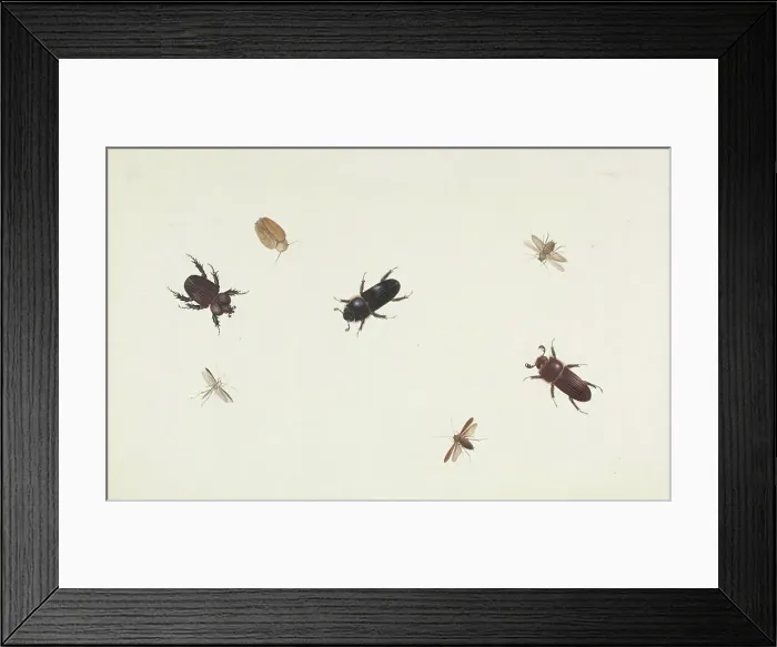 Framed Print : Study of Beetles and Moths, about 1695-1705. Creator: Herman Henstenburgh Framed Print : Study of Beetles and Moths, about 1695-1705. Creator: Herman Henstenburgh
