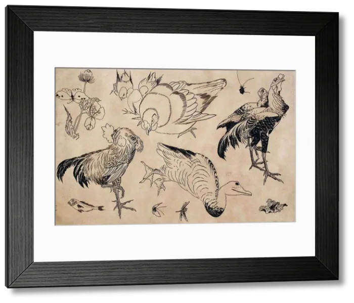 Framed Print : Roosters, Ducks, etc. 1866. Creators: Felix Bracquemond, Hokusai Framed Print : Roosters, Ducks, etc. 1866. Creators: Felix Bracquemond, Hokusai