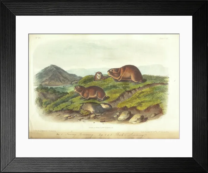 Framed Print : Quadrupeds of America, three of three volumes with 155 hand-colored plates, 1849-1854. Creator: John James Audubon Framed Print : Quadrupeds of America, three of three volumes with 155 hand-colored plates, 1849-1854. Creator: John James Audubon