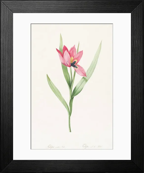 Framed Print : Tulipe Oeil de Soleil, 1802-1816. Creator: De Gouy Framed Print : Tulipe Oeil de Soleil, 1802-1816. Creator: De Gouy