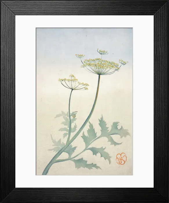 Framed Print : Queen Anne's Lace, about 1908. Creator: Wilhelmina Seegmiller. Queen Anne's Lace, about 1908. Creator: Wilhelmina Seegmiller Framed Print : Queen Anne's Lace, about 1908. Creator: Wilhelmina Seegmiller. Queen Anne's Lace, about 1908. Creator: Wilhelmina Seegmiller