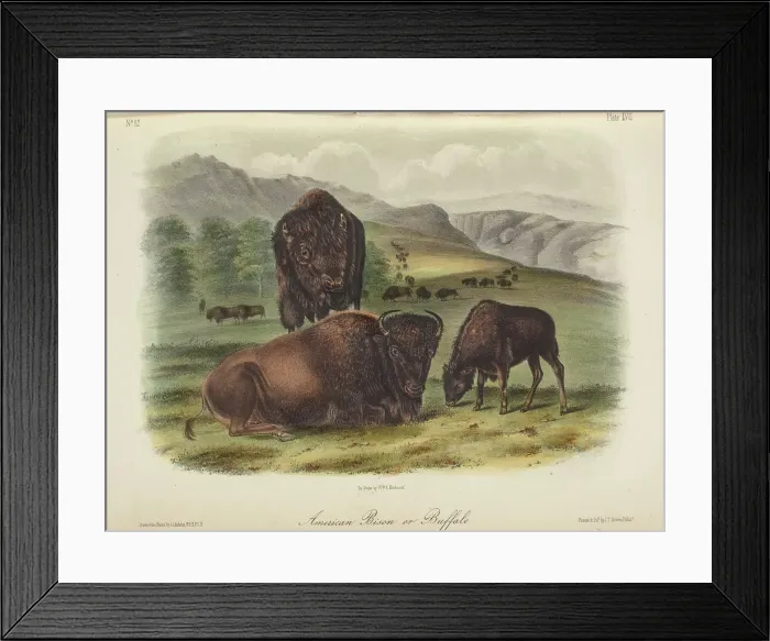 Framed Print : The Quadrupeds of North America (volume 2), 1849-1854. Creator: John James Audubon Framed Print : The Quadrupeds of North America (volume 2), 1849-1854. Creator: John James Audubon