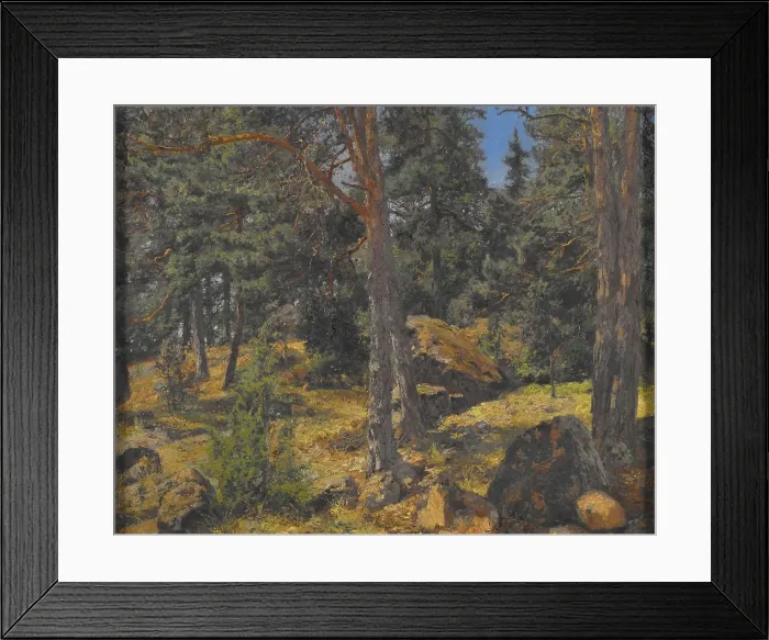 Framed Print : A Fir Bank, date unknown. Creator: Gottfrid Kallstenius Framed Print : A Fir Bank, date unknown. Creator: Gottfrid Kallstenius