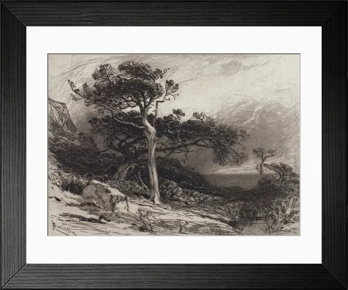 Framed Print : Old Cedars, Coast of Maine, 1880. Creator: James David Smillie Framed Print : Old Cedars, Coast of Maine, 1880. Creator: James David Smillie