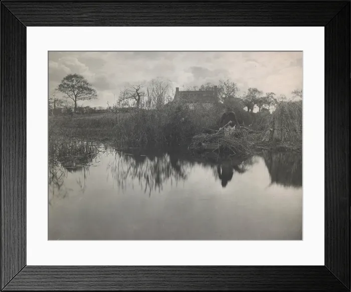 Framed Print : Quanting the Gladdon, 1887. Creator: Peter Henry Emerson Framed Print : Quanting the Gladdon, 1887. Creator: Peter Henry Emerson