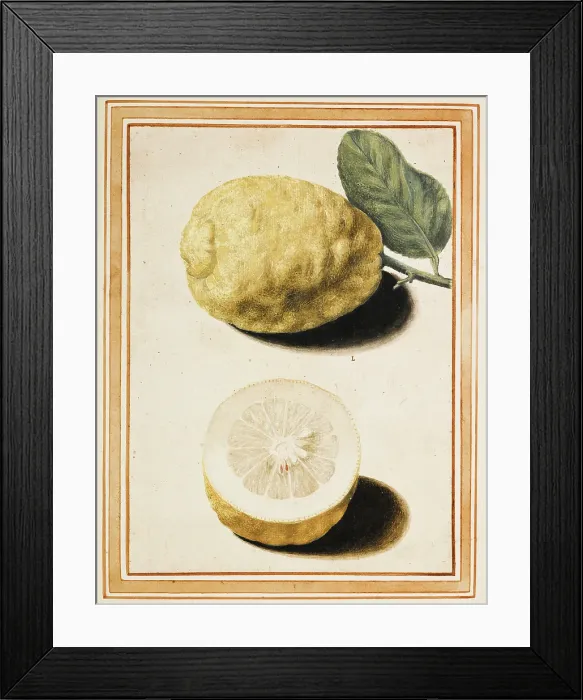 Framed Print : Adam's Apple (Pomum Adami Rheginum), about 1640. Creator: Vincenzo Leonardi. Adam's Apple (Pomum Adami Rheginum), about 1640. Creator: Vincenzo Leonardi