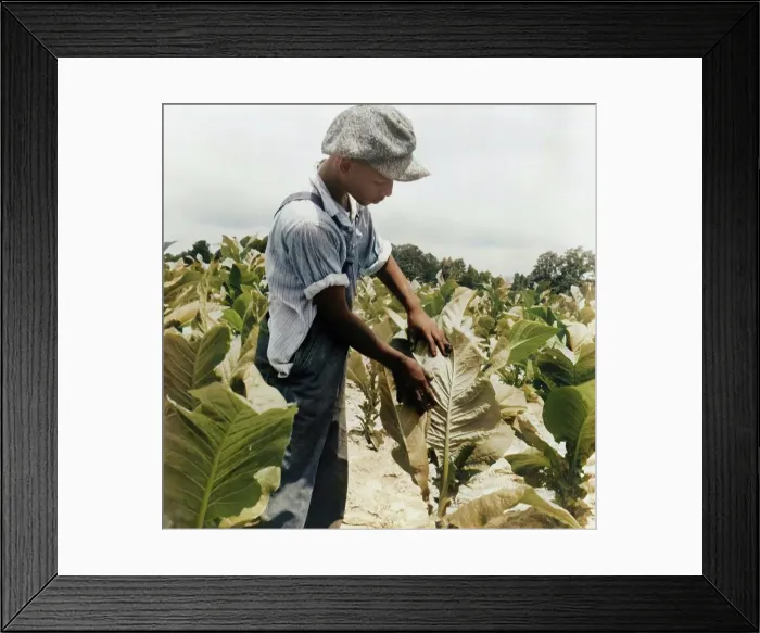 Framed Print : Son of Negro sharecropper worming tobacco, Wake County, North Carolina, 1939. Creator: Dorothea Lange Framed Print : Son of Negro sharecropper worming tobacco, Wake County, North Carolina, 1939. Creator: Dorothea Lange