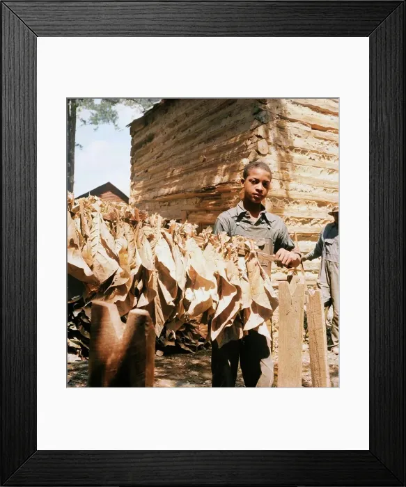 Framed Print : Tobacco strung on sticks, Granville County, North Carolina, 1939. Creator: Dorothea Lange Framed Print : Tobacco strung on sticks, Granville County, North Carolina, 1939. Creator: Dorothea Lange