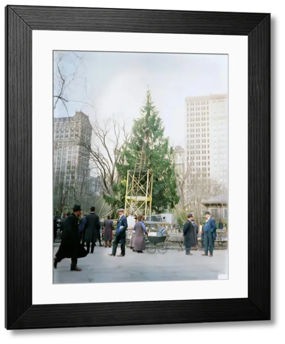 Framed Print : Xmas tree in Madison Sq. Park, N.Y.C. between c1910 and c1915. Creator: Bain News Service Framed Print : Xmas tree in Madison Sq. Park, N.Y.C. between c1910 and c1915. Creator: Bain News Service