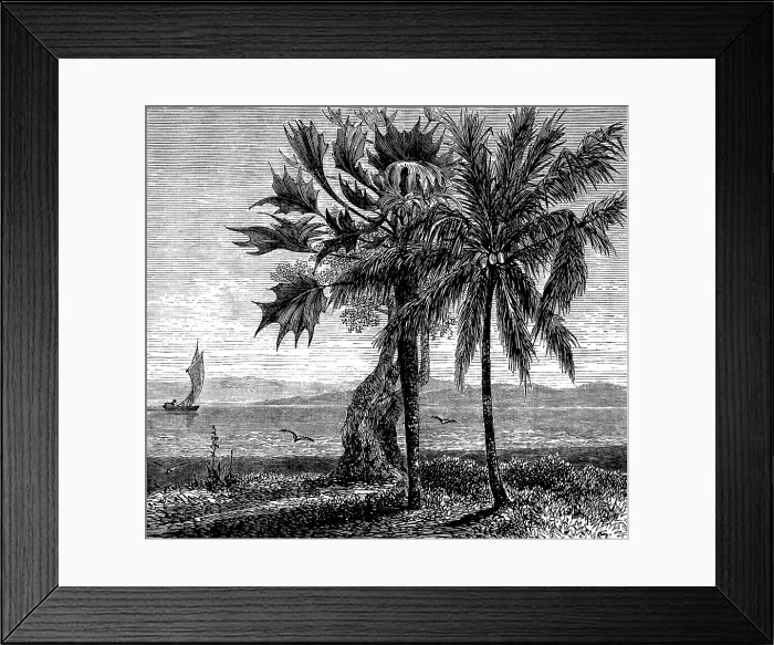 Framed Print : The Gold Coast and Ashantee War: the coast, Gambia River, 1873. Creator: Unknown Framed Print : The Gold Coast and Ashantee War: the coast, Gambia River, 1873. Creator: Unknown