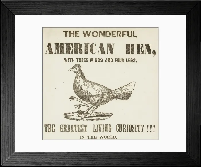 Framed Print : The Wonderful American Hen with three wings and four legs, 1837. Creator: Unknown Framed Print : The Wonderful American Hen with three wings and four legs, 1837. Creator: Unknown