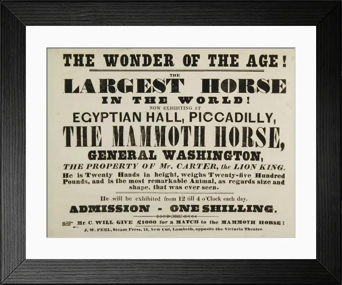 Framed Print : The Wonder of the Age! The Largest Horse in the World, Egyptian Hall, Piccadilly, 1846. Creator: Unknown Framed Print : The Wonder of the Age! The Largest Horse in the World, Egyptian Hall, Piccadilly, 1846. Creator: Unknown