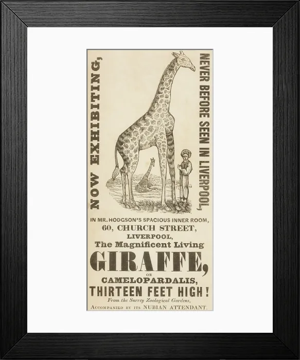 Framed Print : The Magnificent Living Giraffe, or Camelopardalis, Thirteen Feet High!, c1836. Creator: Unknown Framed Print : The Magnificent Living Giraffe, or Camelopardalis, Thirteen Feet High!, c1836. Creator: Unknown