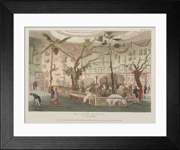 Framed Print : Bullock's Museum, 22 Piccadilly, c1815. Creator: Unknown. Bullock's Museum, 22 Piccadilly, c1815. Creator: Unknown Framed Print : Bullock's Museum, 22 Piccadilly, c1815. Creator: Unknown. Bullock's Museum, 22 Piccadilly, c1815. Creator: Unknown