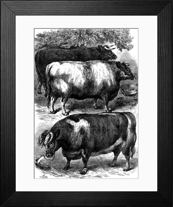 Framed Print : Smithfield Club Cattle Show: prize oxen, 1873. Creator: Unknown Framed Print : Smithfield Club Cattle Show: prize oxen, 1873. Creator: Unknown