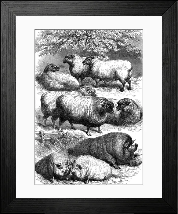 Framed Print : Smithfield Club Cattle Show: prize sheep and pigs, 1873. Creator: Unknown Framed Print : Smithfield Club Cattle Show: prize sheep and pigs, 1873. Creator: Unknown
