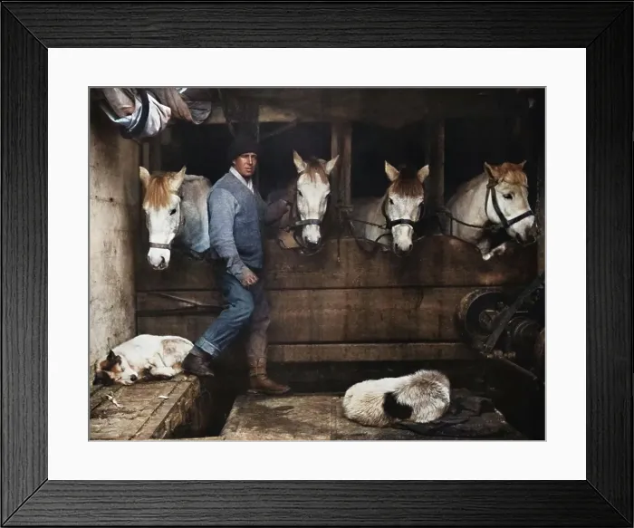 Framed Print : Captain Oates, on the Terra Nova with the Siberian Ponies, c1911, (1914). Creator: Herbert Ponting. Captain Oates, on the Terra Nova with the Siberian Ponies, c1911, (1914). Creator: Herbert Ponting Framed Print : Captain Oates, on the Terra Nova with the Siberian Ponies, c1911, (1914). Creator: Herbert Ponting. Captain Oates, on the Terra Nova with the Siberian Ponies, c1911, (1914). Creator: Herbert Ponting