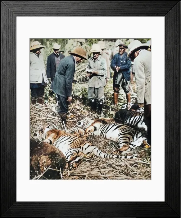 Framed Print : A royal bag of tigers, 1911 (1935). Creator: Unknown Framed Print : A royal bag of tigers, 1911 (1935). Creator: Unknown