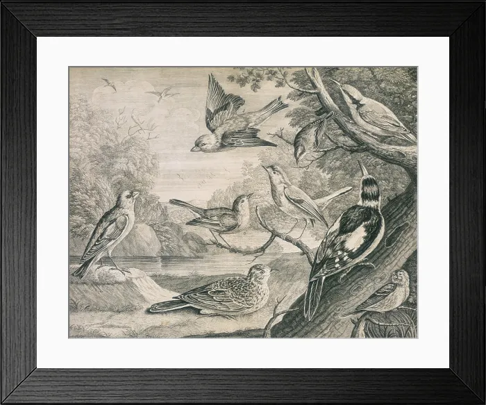 Framed Print : Various birds, 1726. Creator: Henry Fletcher Framed Print : Various birds, 1726. Creator: Henry Fletcher