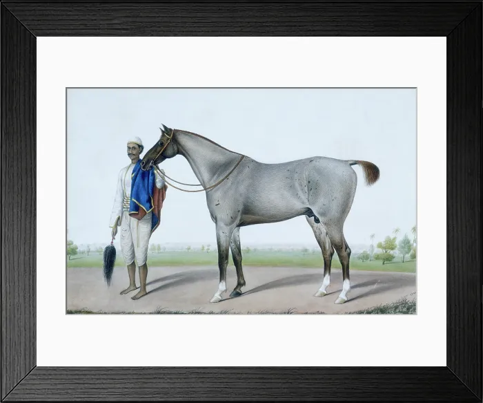 Framed Print : A flea-bitten grey horse with its groom holding a fly-whisk and a red and blue horse-cloth. c1845. Creator: Shaikh Muhammad Amir of Karraya Framed Print : A flea-bitten grey horse with its groom holding a fly-whisk and a red and blue horse-cloth. c1845. Creator: Shaikh Muhammad Amir of Karraya