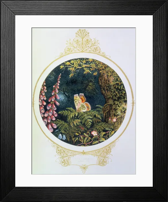 Framed Print : Till on a green fern's nodding crest, 1870. Creator: AFL. Till on a green fern's nodding crest, 1870. Creator: AFL Framed Print : Till on a green fern's nodding crest, 1870. Creator: AFL. Till on a green fern's nodding crest, 1870. Creator: AFL