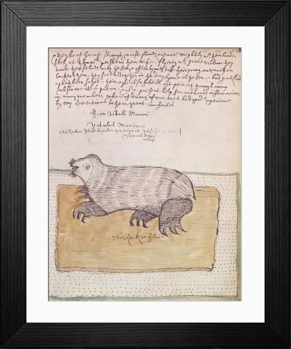 Framed Print : A walrus, 1677. Creator: Unknown Framed Print : A walrus, 1677. Creator: Unknown