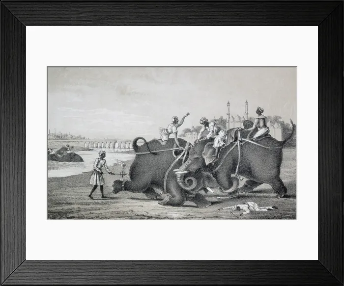 Framed Print : Elephants fighting, India, 1850. Creator: Unknown Framed Print : Elephants fighting, India, 1850. Creator: Unknown