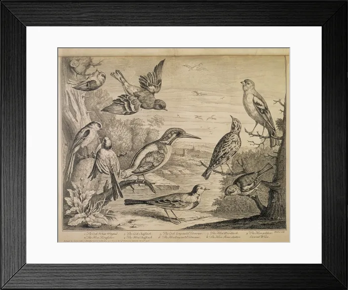 Framed Print : Various types of bird, 1726. Creator: Henry Fletcher Framed Print : Various types of bird, 1726. Creator: Henry Fletcher