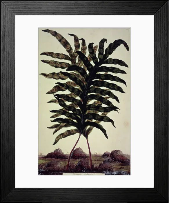 Framed Print : Enormous Polypody, c1759-c1772. Creator: John Hill Framed Print : Enormous Polypody, c1759-c1772. Creator: John Hill