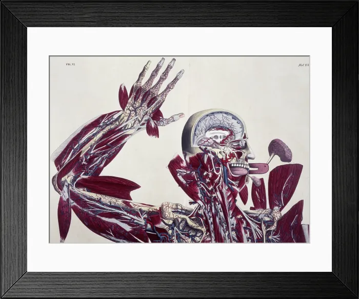 Framed Print : Anatomical drawing, c1825. Creator: Unknown Framed Print : Anatomical drawing, c1825. Creator: Unknown