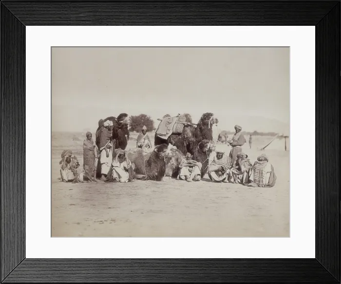 Framed Print : Group of Bactrian camels and camel drivers, Afghanistan, c1879. Creator: Unknown Framed Print : Group of Bactrian camels and camel drivers, Afghanistan, c1879. Creator: Unknown