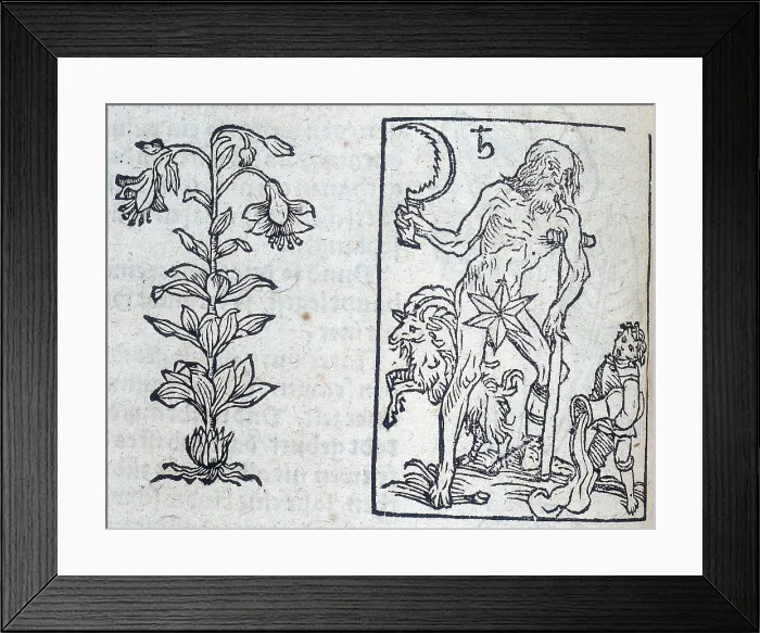 Framed Print : The lily and Saturn, 13th century. Creator: Unknown Framed Print : The lily and Saturn, 13th century. Creator: Unknown