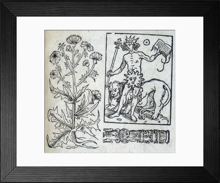 Framed Print : Chicory and the Sun, 13th century. Creator: Unknown Framed Print : Chicory and the Sun, 13th century. Creator: Unknown