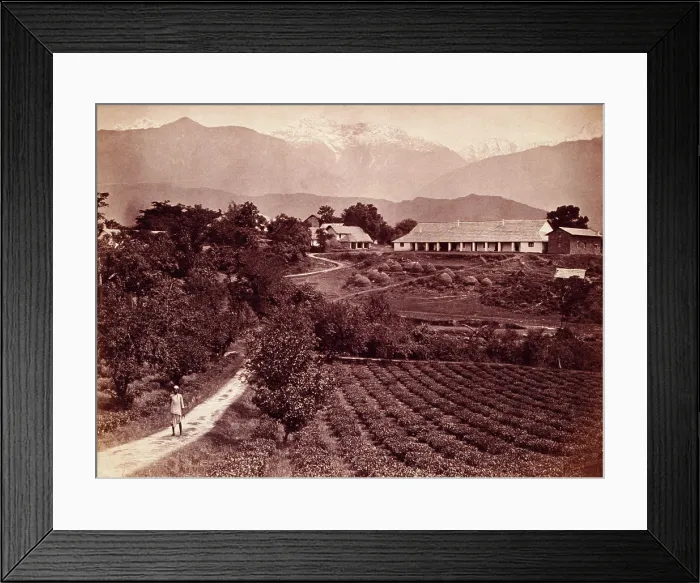 Framed Print : Baijnath tea factory, 1860s. Creator: Unknown Framed Print : Baijnath tea factory, 1860s. Creator: Unknown