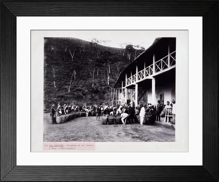 Framed Print : Weighing tea, Bengal, c1920. Creator: Bourne & Shepherd Framed Print : Weighing tea, Bengal, c1920. Creator: Bourne & Shepherd