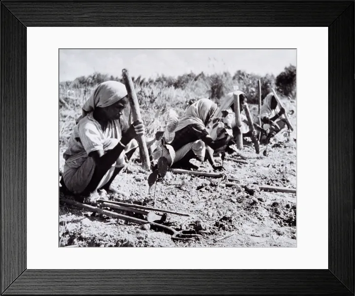 Framed Print : Planting out young tea bushes, Assam, 1950s-60s. Creator: Unknown Framed Print : Planting out young tea bushes, Assam, 1950s-60s. Creator: Unknown