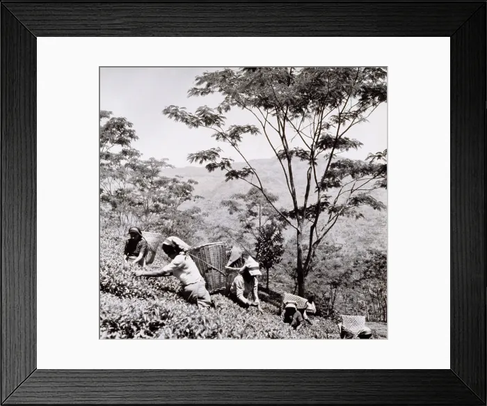 Framed Print : Tea pickers, Tista Valley Tea Gardens, Darjeeling District, 1950s-60s. Creator: Unknown Framed Print : Tea pickers, Tista Valley Tea Gardens, Darjeeling District, 1950s-60s. Creator: Unknown
