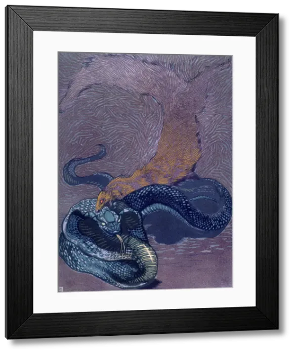 Framed Print : Rikki Tikki Tavi biting a snake; scene from 'The Jungle Book', 1919. Creator: Paul Jouve Framed Print : Rikki Tikki Tavi biting a snake; scene from 'The Jungle Book', 1919. Creator: Paul Jouve