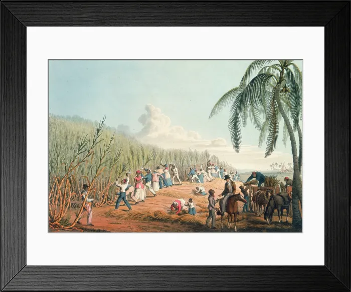 Framed Print : Slaves cutting sugar cane, Antigua, 1823. Creator: William Clark Framed Print : Slaves cutting sugar cane, Antigua, 1823. Creator: William Clark