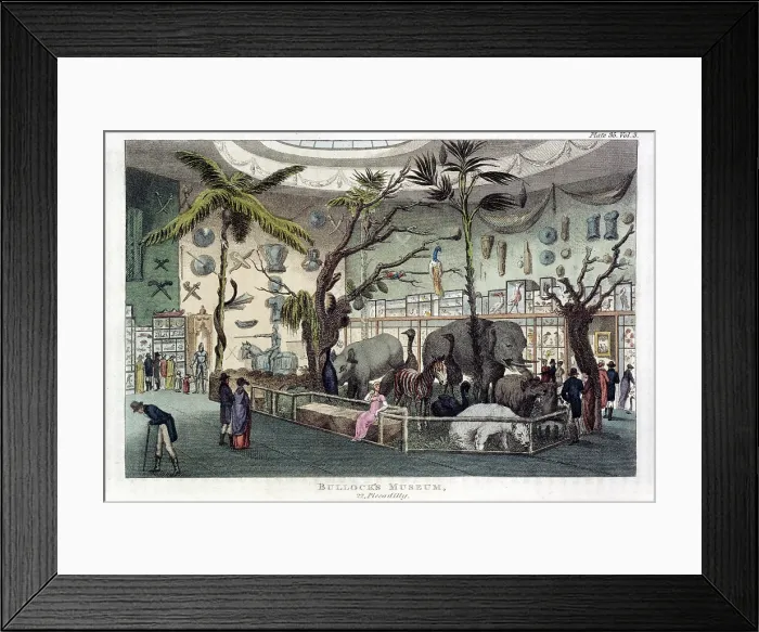 Framed Print : Bullock's Museum, 22, Piccadilly, London, 1809-1829. Creator: Unknown. Bullock's Museum, 22, Piccadilly, London, 1809-1829. Creator: Unknown Framed Print : Bullock's Museum, 22, Piccadilly, London, 1809-1829. Creator: Unknown. Bullock's Museum, 22, Piccadilly, London, 1809-1829. Creator: Unknown