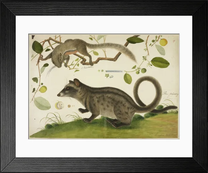 Framed Print : Squirrel and common palm civet, c1800. Creator: Anon Framed Print : Squirrel and common palm civet, c1800. Creator: Anon