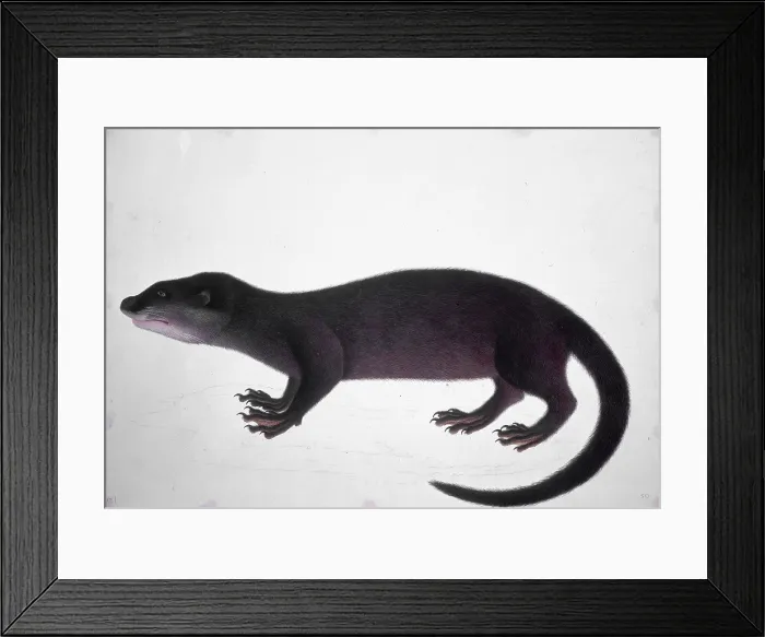 Framed Print : Otter, 18th century. Creator: Unknown Framed Print : Otter, 18th century. Creator: Unknown