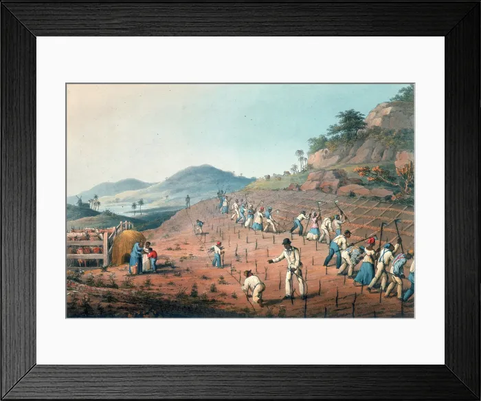 Framed Print : Digging the cane holes, Antigua, 1823. Creator: William Clark Framed Print : Digging the cane holes, Antigua, 1823. Creator: William Clark