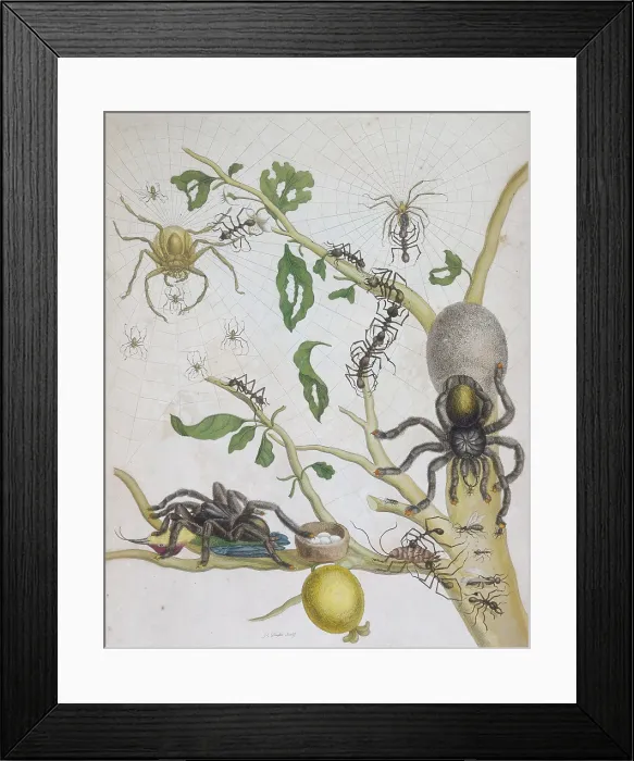 Framed Print : Spiders with their eggs, 1705. Creator: Pieter Sluyter Framed Print : Spiders with their eggs, 1705. Creator: Pieter Sluyter
