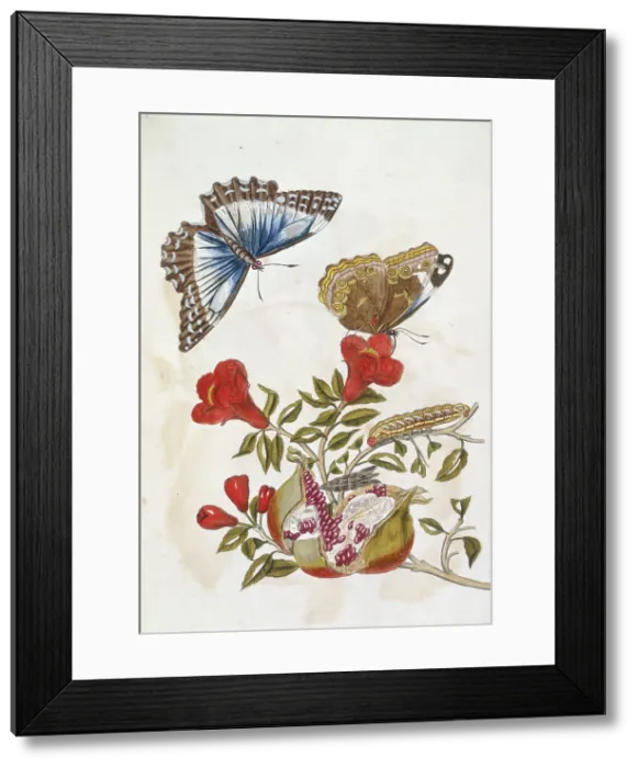 Framed Print : Butterfly and Caterpillar, 1705. Creator: Unknown Framed Print : Butterfly and Caterpillar, 1705. Creator: Unknown