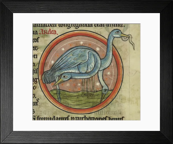Framed Print : A heron on the water. A wading water bird with long neck and beak, c1230s. Creator: Unknown