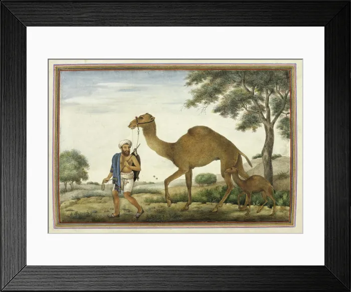 Framed Print : Ribari, a caste of camel-men, 1825. Creator: Anon Framed Print : Ribari, a caste of camel-men, 1825. Creator: Anon