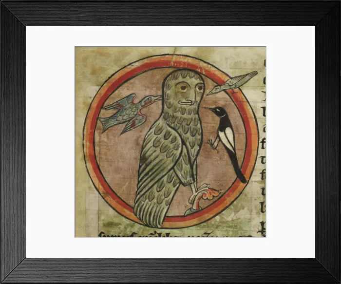 Framed Print : Owl mobbed by smaller birds, 1230-1240. Creator: Unknown Framed Print : Owl mobbed by smaller birds, 1230-1240. Creator: Unknown